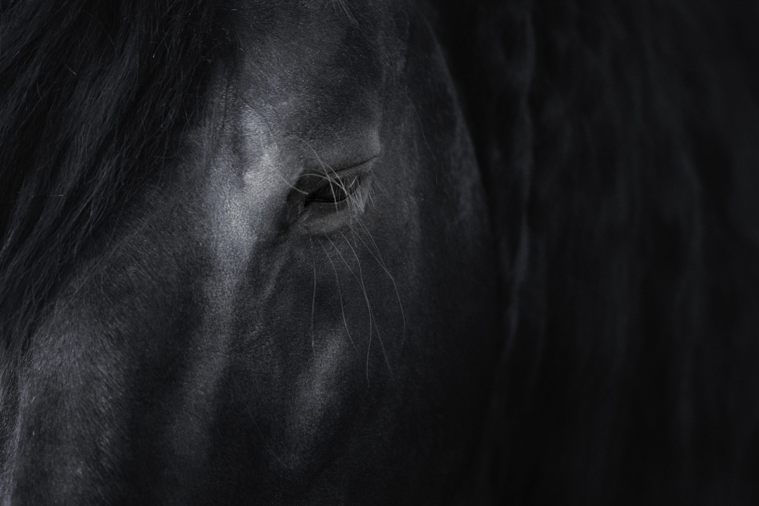 Horse's,Eye,With,Black,And,White,Tone