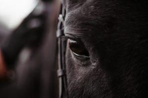 Black,Horse,,Eyes,Close,Up,,Black,Wild,Horse,In,Natural Equine Emergency Vet Care Guide app