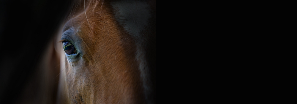 Horse,Head,,Eye,,Detail,On,Black,Background.relax,,No,Stress,Background