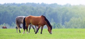 Horse Herd Grazing In Pasture Equine Emergency Vet Care Guide app